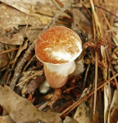 Xanthoconium purpureum