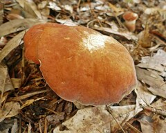 Xanthoconium purpureum