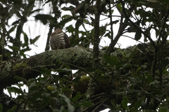 Cercococcyx montanus