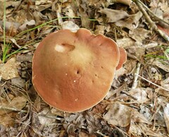 Xanthoconium purpureum