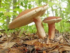 Xanthoconium purpureum