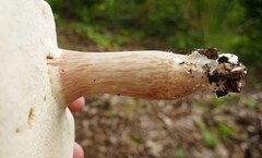 Xanthoconium purpureum