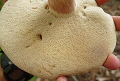 Xanthoconium purpureum