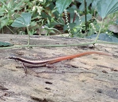 Sphenomorphus dussumieri