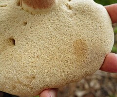 Xanthoconium purpureum