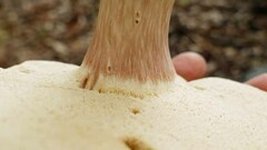 Xanthoconium purpureum