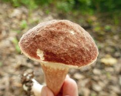 Xanthoconium purpureum