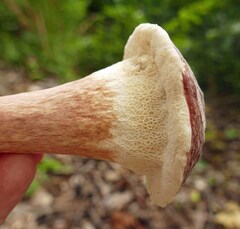 Xanthoconium purpureum