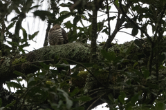 Cercococcyx montanus