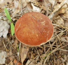 Xanthoconium purpureum