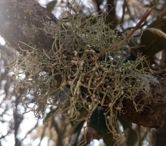 Ramalina stenospora