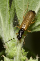 Rhagonycha lignosa