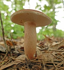 Xanthoconium purpureum