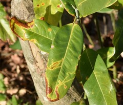 Phyllocnistis magnoliella