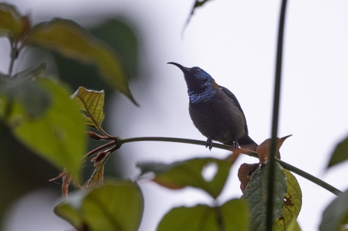iNaturalist image