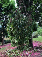 Syzygium malaccense