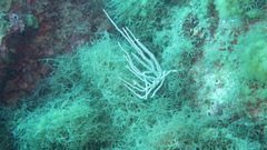 Eunicella singularis