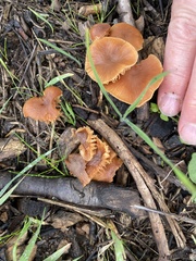 Collybiopsis villosipes