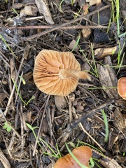 Collybiopsis villosipes
