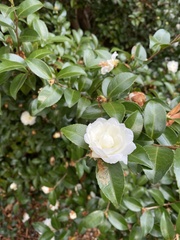 Camellia sasanqua