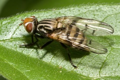 Otites formosa