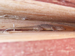 Hemidactylus flaviviridis
