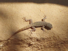 Pristurus rupestris