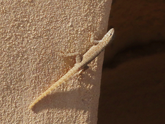 Pristurus rupestris