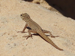 Pristurus rupestris