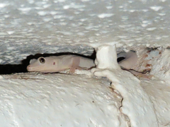 Hemidactylus flaviviridis