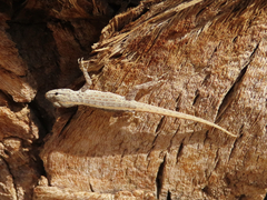 Pristurus rupestris