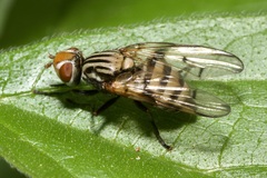 Otites formosa