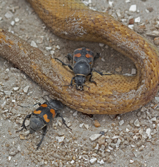 Nicrophorus carolina