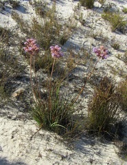 Dilatris ixioides