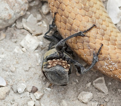 Nicrophorus carolina