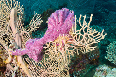 Chalinula nematifera