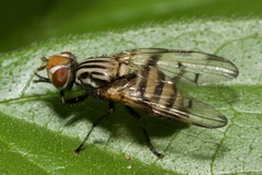 Otites formosa