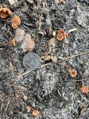 Laccaria laccata pallidifolia