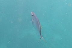 Caranx ruber