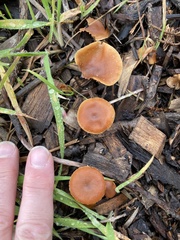 Tubaria furfuracea