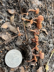 Laccaria laccata pallidifolia