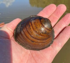 Reginaia ebenus