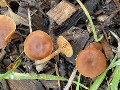 Tubaria furfuracea