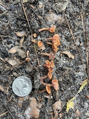 Laccaria laccata pallidifolia