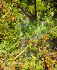 Erythranthe glabrata