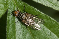 Otites formosa