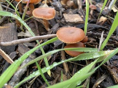 Tubaria furfuracea