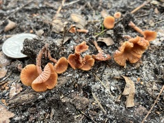 Laccaria laccata pallidifolia