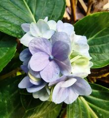 Hydrangea
