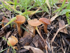 Tubaria furfuracea
